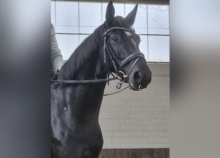 Hannoveriano, Caballo castrado, 4 años, 169 cm, Negro