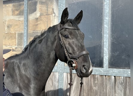 Hannoveriano, Caballo castrado, 4 años, 169 cm, Negro