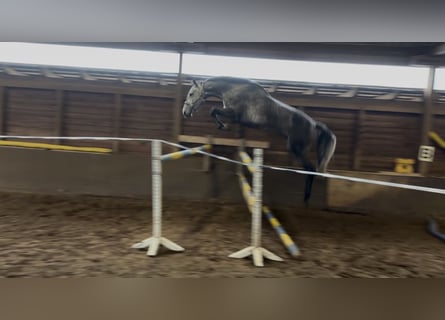 Hannoveriano, Caballo castrado, 4 años, 169 cm, Tordo