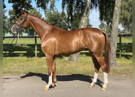 Hannoveriano, Caballo castrado, 4 años, 170 cm, Alazán