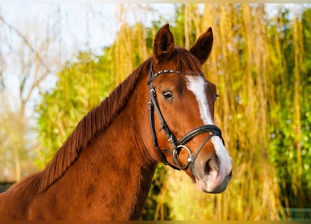 Hannoveriano, Caballo castrado, 4 años, 170 cm, Alazán
