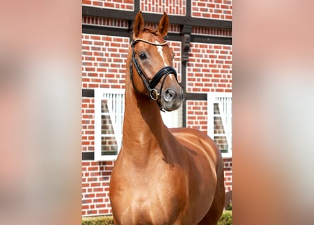 Hannoveriano, Caballo castrado, 4 años, 170 cm, Alazán