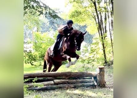 Hannoveriano, Caballo castrado, 4 años, 170 cm, Alazán-tostado