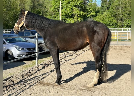 Hannoveriano, Caballo castrado, 4 años, 170 cm, Castaño