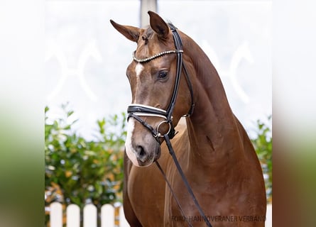 Hannoveriano, Caballo castrado, 4 años, 170 cm, Castaño