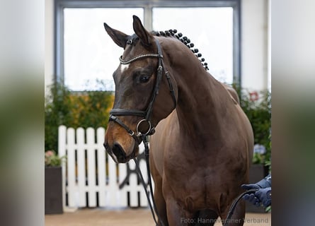 Hannoveriano, Caballo castrado, 4 años, 170 cm, Castaño