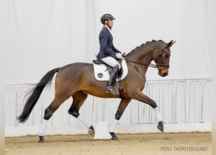 Hannoveriano, Caballo castrado, 4 años, 170 cm, Castaño