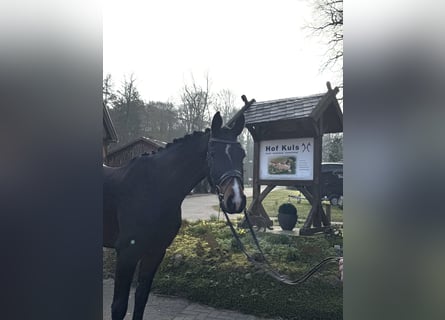 Hannoveriano, Caballo castrado, 4 años, 170 cm, Castaño oscuro