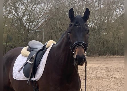 Hannoveriano, Caballo castrado, 4 años, 170 cm, Castaño oscuro