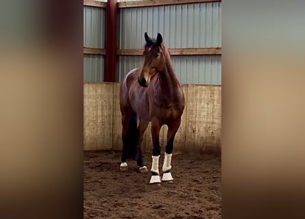 Hannoveriano, Caballo castrado, 4 años, 170 cm, Castaño oscuro