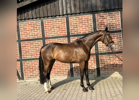 Hannoveriano, Caballo castrado, 4 años, 170 cm, Castaño oscuro