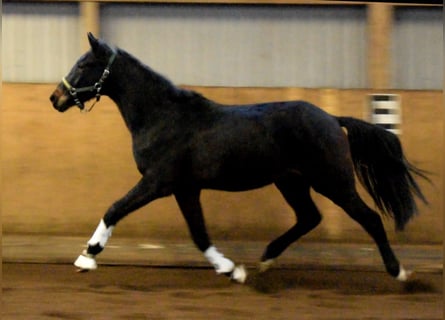 Hannoveriano, Caballo castrado, 4 años, 170 cm, Castaño oscuro