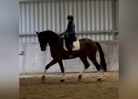 Hannoveriano, Caballo castrado, 4 años, 170 cm, Castaño oscuro