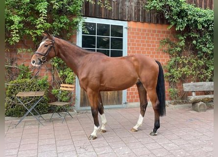 Hannoveriano, Caballo castrado, 4 años, 170 cm, Castaño oscuro