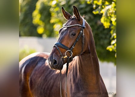 Hannoveriano, Caballo castrado, 4 años, 170 cm, Castaño oscuro