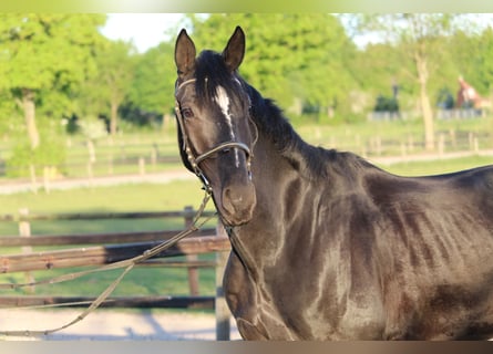 Hannoveriano, Caballo castrado, 4 años, 170 cm, Negro