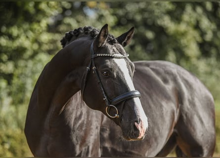 Hannoveriano, Caballo castrado, 4 años, 170 cm, Negro