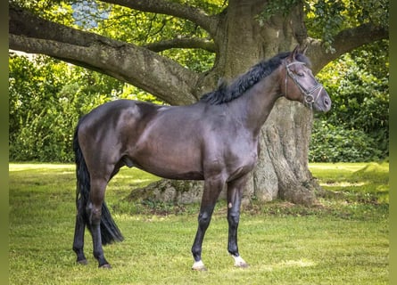 Hannoveriano, Caballo castrado, 4 años, 170 cm, Negro