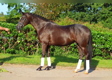 Hannoveriano, Caballo castrado, 4 años, 170 cm, Negro