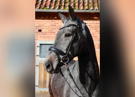 Hannoveriano, Caballo castrado, 4 años, 170 cm, Tordo