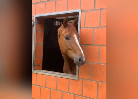 Hannoveriano, Caballo castrado, 4 años, 171 cm, Alazán