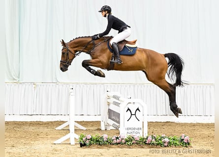 Hannoveriano, Caballo castrado, 4 años, 171 cm, Castaño