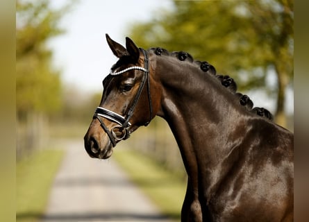 Hannoveriano, Caballo castrado, 4 años, 171 cm, Castaño oscuro