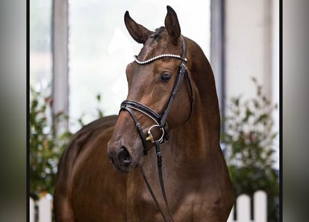 Hannoveriano, Caballo castrado, 4 años, 171 cm, Castaño oscuro