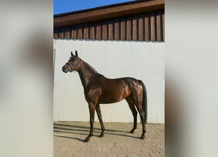 Hannoveriano, Caballo castrado, 4 años, 171 cm, Castaño oscuro