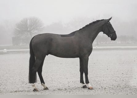 Hannoveriano, Caballo castrado, 4 años, 171 cm, Negro