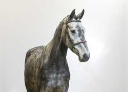 Hannoveriano, Caballo castrado, 4 años, 171 cm, Tordo