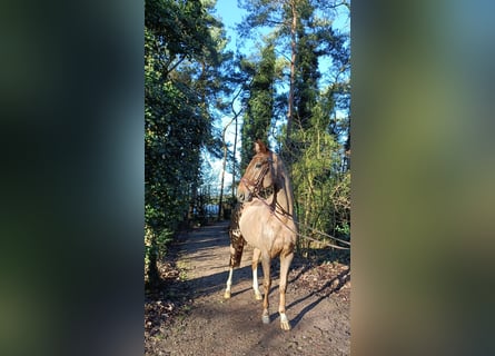 Hannoveriano, Caballo castrado, 4 años, 172 cm, Alazán