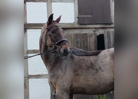 Hannoveriano, Caballo castrado, 4 años, 172 cm, Alazán