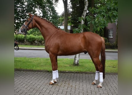 Hannoveriano, Caballo castrado, 4 años, 172 cm, Alazán