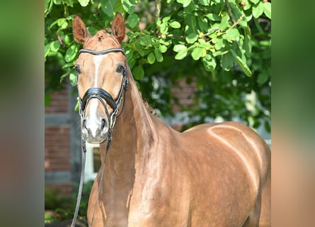 Hannoveriano, Caballo castrado, 4 años, 172 cm, Alazán-tostado