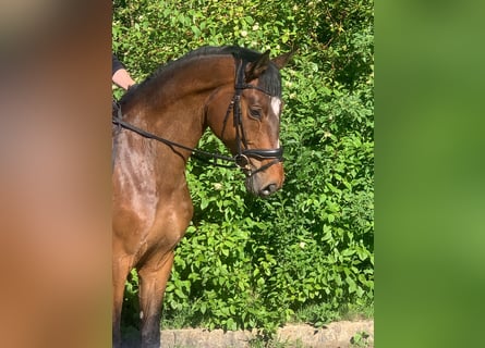 Hannoveriano, Caballo castrado, 4 años, 172 cm, Castaño