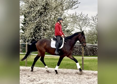 Hannoveriano, Caballo castrado, 4 años, 172 cm, Castaño