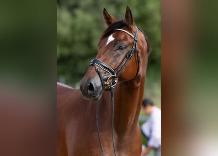 Hannoveriano, Caballo castrado, 4 años, 172 cm, Castaño