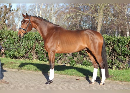 Hannoveriano, Caballo castrado, 4 años, 172 cm, Castaño