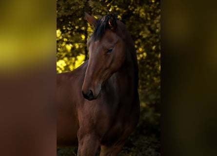 Hannoveriano, Caballo castrado, 4 años, 172 cm, Castaño