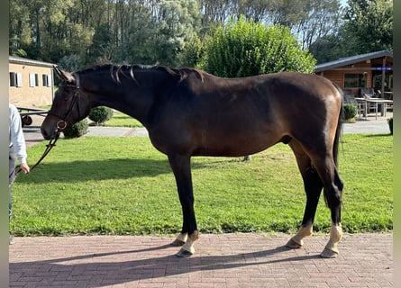 Hannoveriano, Caballo castrado, 4 años, 172 cm, Castaño