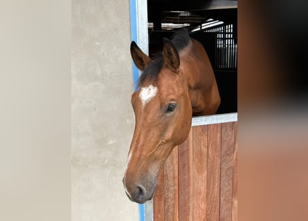 Hannoveriano, Caballo castrado, 4 años, 172 cm, Castaño