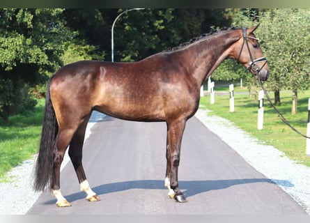 Hannoveriano, Caballo castrado, 4 años, 172 cm, Castaño oscuro