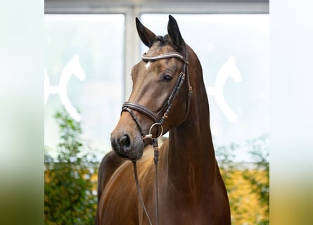 Hannoveriano, Caballo castrado, 4 años, 172 cm, Castaño oscuro
