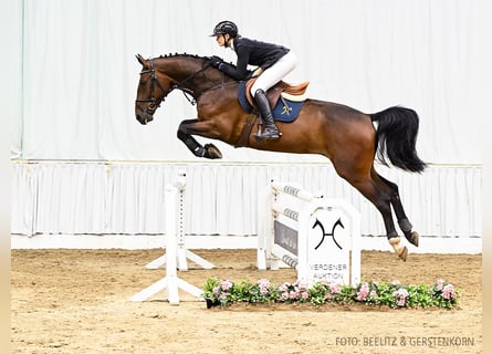 Hannoveriano, Caballo castrado, 4 años, 172 cm, Castaño oscuro