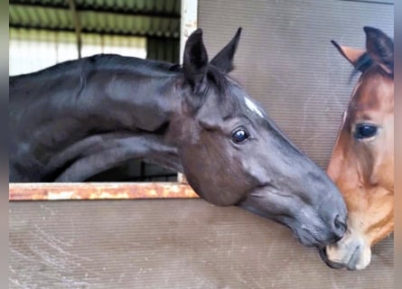 Hannoveriano, Caballo castrado, 4 años, 172 cm, Negro
