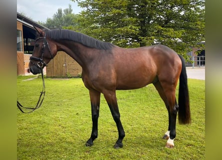 Hannoveriano, Caballo castrado, 4 años, 173 cm, Castaño