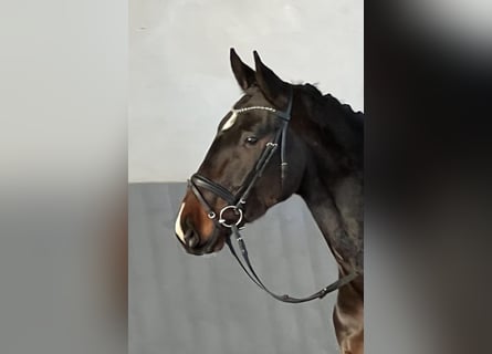 Hannoveriano, Caballo castrado, 4 años, 173 cm, Castaño oscuro