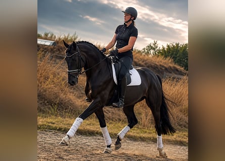 Hannoveriano, Caballo castrado, 4 años, 173 cm, Negro