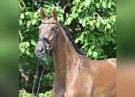 Hannoveriano, Caballo castrado, 4 años, 174 cm, Alazán-tostado